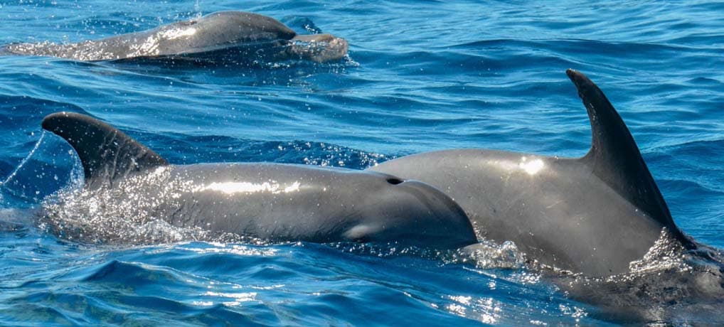 Dolphin Watch 2 hours