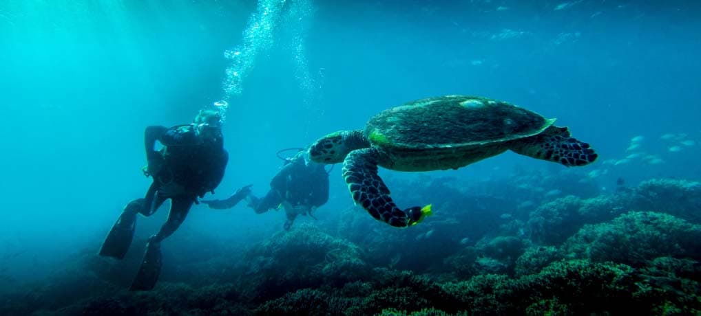 Snorkeling at Muscat