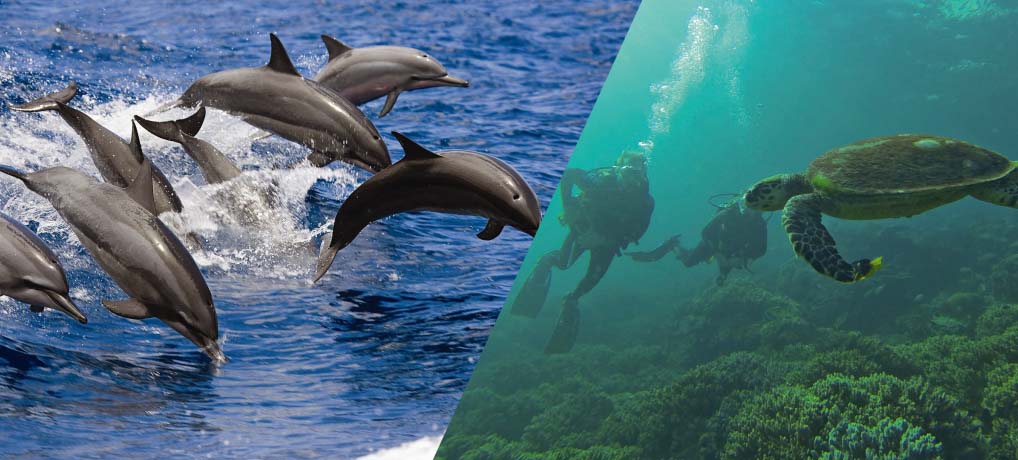 Dolphin watching Snorkeling Combined tour