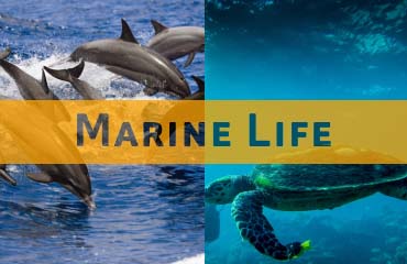 Marine-Life